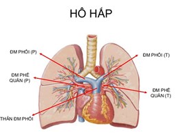 Khám phá sự đa dạng trong bệnh ung thư phổi: Tác động đến tỷ lệ mắc bệnh, tiên lượng và chiến lược điều trị