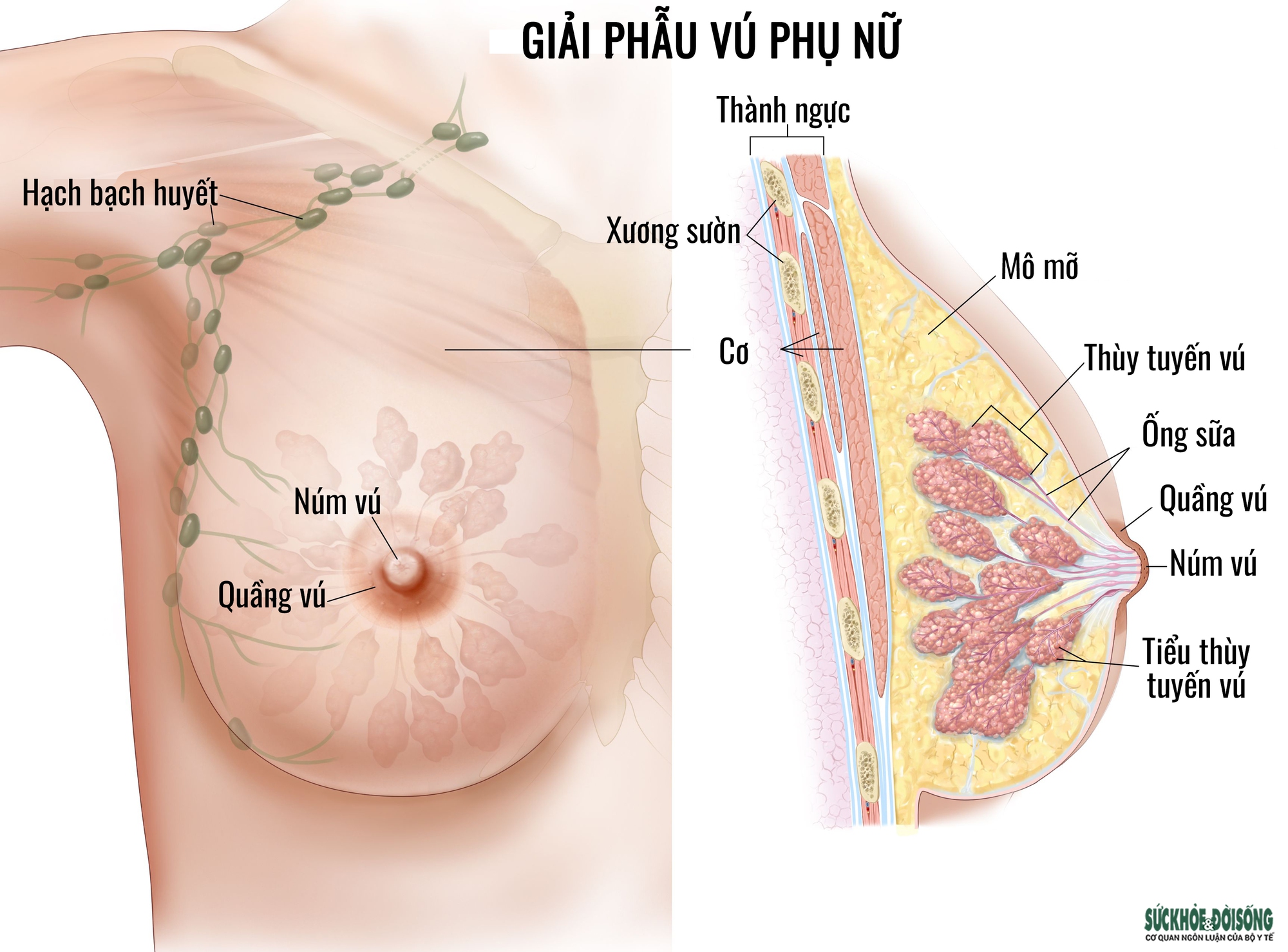 Phân loại ung thư vú