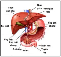 TOP 6 LOẠI NƯỚC UỐNG MÁT GAN GIẢI ĐỘC TRỊ MỤN